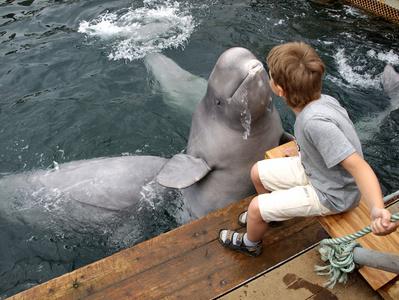 美国小孩鲸鱼nft平台_鲸鱼和小孩